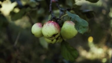 Taze yeşil olgun organik elmalar bahçedeki bir ağaçta güneşe karşı hasat etmeye hazır.