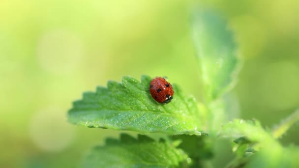 Zamknij Dziką Przyrodę Biedronki Zielonym Liściu Poranna Rosa Roślinach Świetle — Wideo stockowe