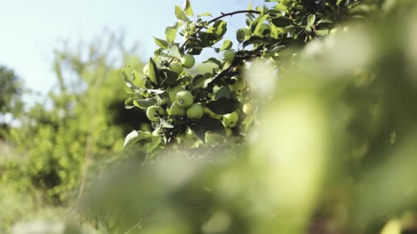 春には美しい果樹園 青空を背景にリンゴの木の枝 秋の収穫 — ストック動画