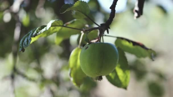 Mujer Agricultora Trabajadora Recogiendo Las Manzanas Frescas Maduras Del Árbol — Vídeos de Stock