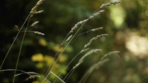 長い緑の自然草の風の中で光を クローズアップの詳細を移動します 太陽のフレアと美しさの自然背景 — ストック動画