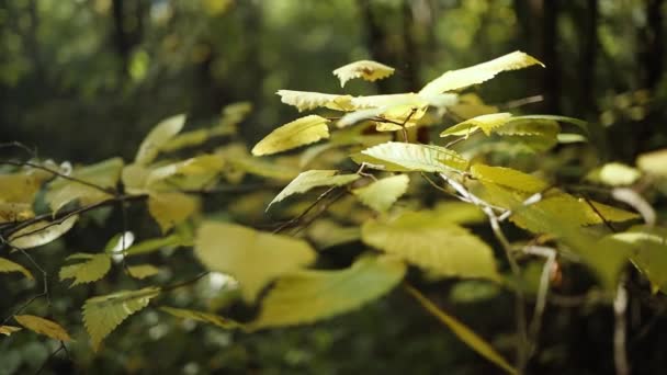 Sol Brilha Através Das Folhas Árvore Ramo Árvore Natureza Movendo — Vídeo de Stock