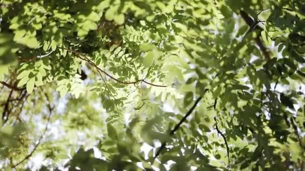 Złote Słońce Świecące Przez Zielone Liście Drzewa Lesie Natura Świeżymi — Wideo stockowe