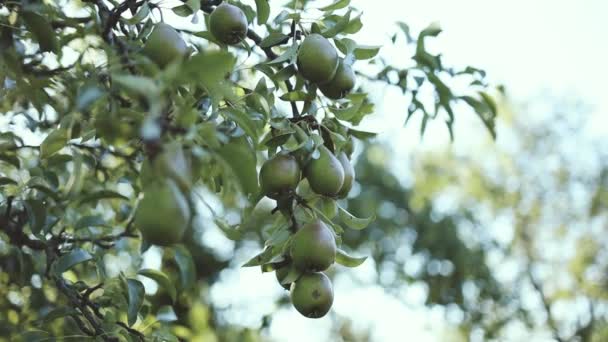 Organic Green Yellow Pears Hanging Tree Branch Rays Sunshine Garden — Stock Video