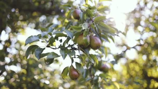 Organiczne Zielone Żółte Gruszki Wiszące Gałęzi Drzewa Promieniach Słońca Ogrodzie — Wideo stockowe