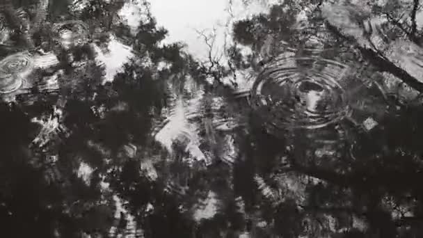 Einem Dunklen Regnerischen Tag Plätschern Regentropfen Einer Pfütze Zweige Grüner — Stockvideo