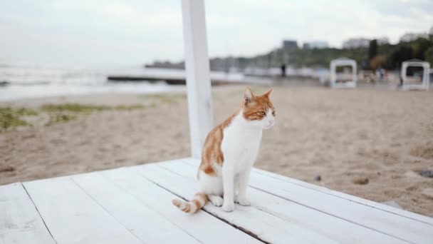 Schattige Volwassen Roodharige Witte Bont Kat Zittend Het Strand Oceaan — Stockvideo