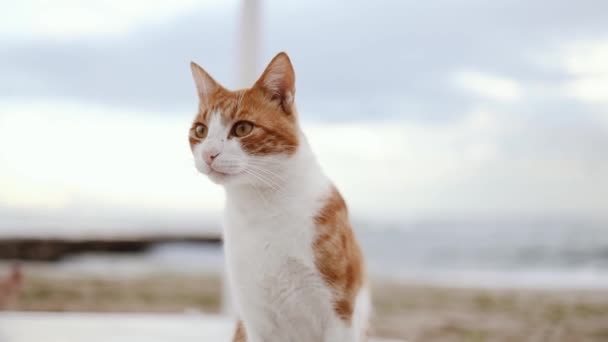 可爱的成年红毛猫 坐在海滩或海洋上 欣赏美丽的风景 — 图库视频影像