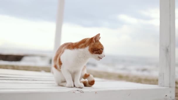 Schattige Volwassen Roodharige Witte Bont Kat Zittend Het Strand Oceaan — Stockvideo