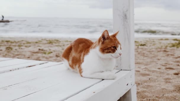 ビーチや海に座って美しい景色を楽しむ愛らしい大人の赤毛の白い毛皮の猫 — ストック動画