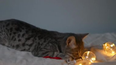 4k şirin gri tekir kedicik yatağında kırmızı saten bir kurdele ve çelenkle oynuyor. Noel ve Yeni Yıl kavramı