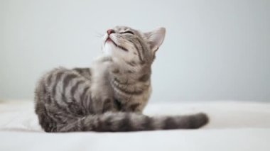 Sevimli tekir kedicik beyaz yatağındaki ayağıyla kürkü tırmalıyor. Bir hayvana pire saldırısı. Evcil hayvanlardaki pireler ve keneler.