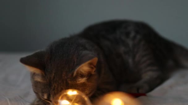 Cute Little Gray Tabby Kitten Plays Garland Red Satin Ribbon — Stock Video