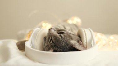 Büyük beyaz kulaklıklı küçük gri tekir kedicik, yün yatağında parlayan bir çelenkle sırt üstü uyuyor. Seçici odak
