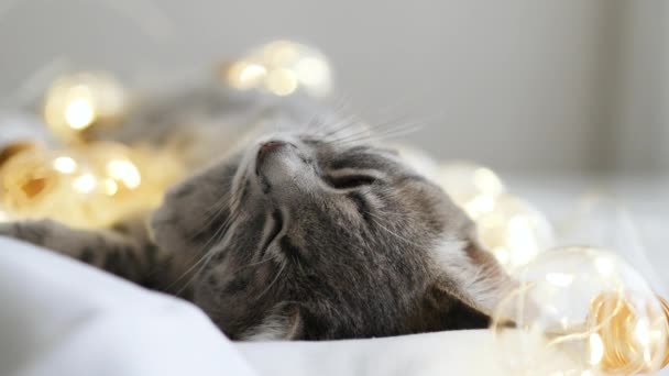 4K白床上松驰的条纹灰肥猫 家庭宠物概念 — 图库视频影像