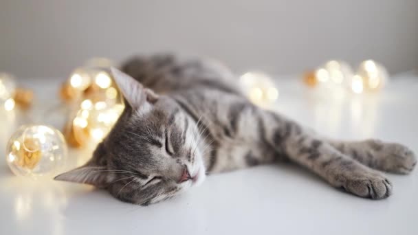 Adorable Petit Chat Gris Rayé Dormant Sur Lit Avec Des — Video