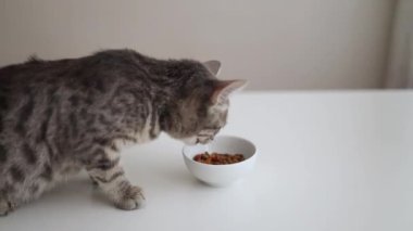 İçerideki kaseden yemek yiyen sevimli küçük gri kedi yavrusu. Hayvan bakımı. Kediyle ev hayatı