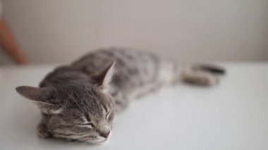 Evdeki beyaz bir masada tatlı gri kedi tatlı tatlı uyuyor. Kadın elleri şirin gri çizgili kedi yavrusunu okşuyor. Hoş bir arka plan, sabah evde..