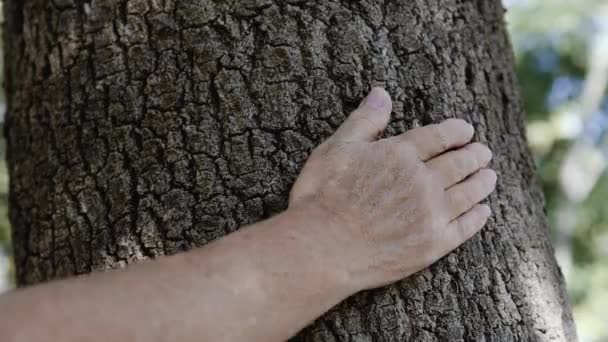 Mão Feminina Toca Uma Árvore Floresta Selvagem Verão Ecologia Florestal — Vídeo de Stock