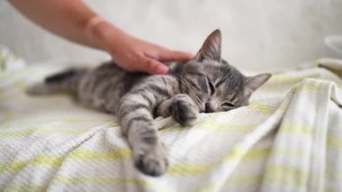 Yatakta yatan sevimli gri kedi yavrusu. Kadın onun tüylü hayvanını elle okşuyor. Sıcak evde sabah yatma vakti..