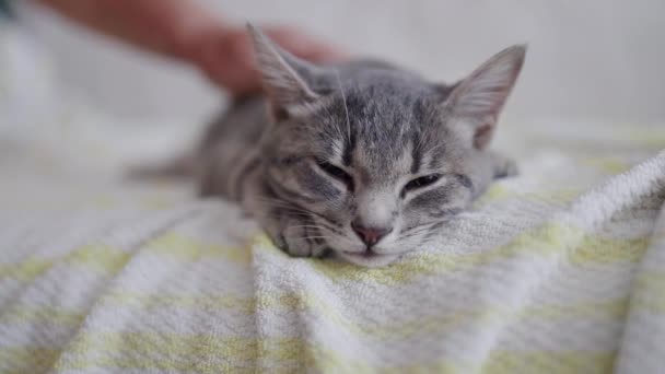 Mały Szary Kotek Domowy Śpi Białym Wełnianym Kocu Łóżku Kobieta — Wideo stockowe