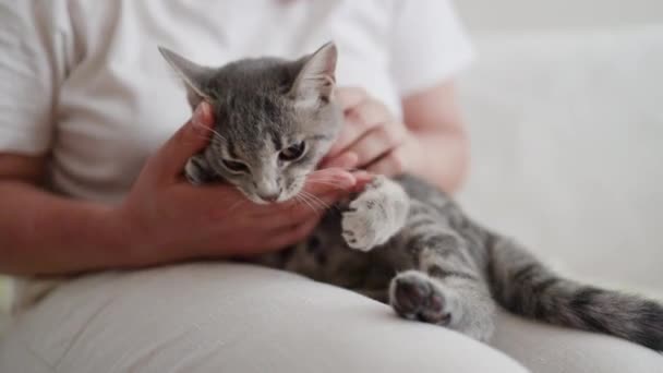 愤怒的英俊胖胖的灰猫咬人的手指头 — 图库视频影像