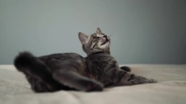 Evdeki kanepede dinlenip patisini yalayan sevimli gri tekir kedi yavrusu. Evcil hayvan.