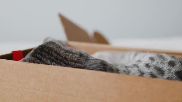 Gato Sentado Caja Cartón Sala Estar Mantener Animales Domésticos Casa — Vídeo de stock