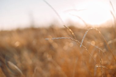 Sonbahar tarlasında yumuşak bulanık bej arka planda kuru otların soyut sıcak manzarası. Seçici odak.