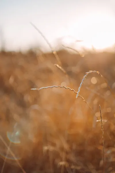 Schöne Braune Trockene Gras Spica Pflanze Herbst Feld Vor Weichen — Stockfoto