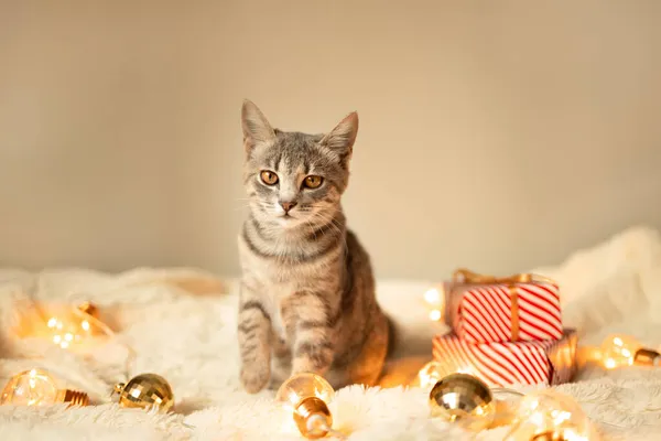 Preguiçoso Gatinho Tabby Cinza Relaxante Cobertor Malha Macia Sofá Decorado — Fotografia de Stock