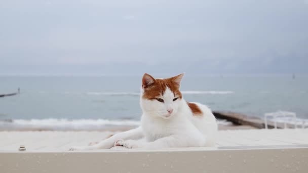 可爱的成年生姜白毛猫躺在海里 用爪子擦洗着它的爪子 享受着美丽的风景 即佳节 — 图库视频影像