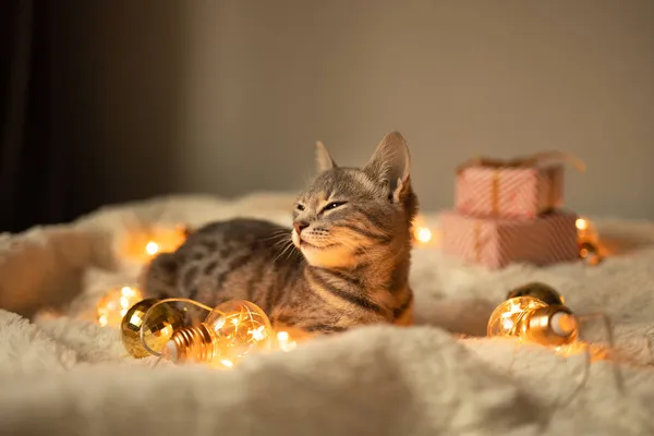 Luie Grijze Tabby Kitten Slaapt Een Zachte Wollen Deken Een — Stockfoto