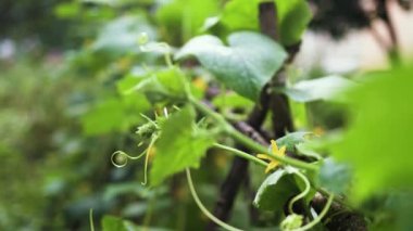 Tarlada sebze yetiştiren yeşil salatalık hasat için..