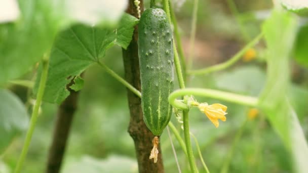 A fábrica de pepino espinhosa fresca cresce em um arbusto em uma estufa ou em um campo. Conceito de colheita. — Vídeo de Stock