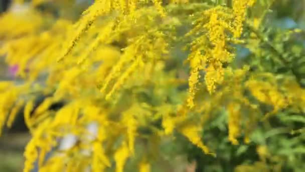Цветущие желтые цветы в солнечный день с голубым небом . — стоковое видео