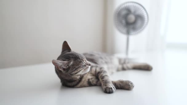 Elektrischer Ventilator im Raum zur Luftkühlung. Niedliches kleines grau gestreiftes Kätzchen genießt den Luftstrom aus dem Ventilator zu Hause. — Stockvideo