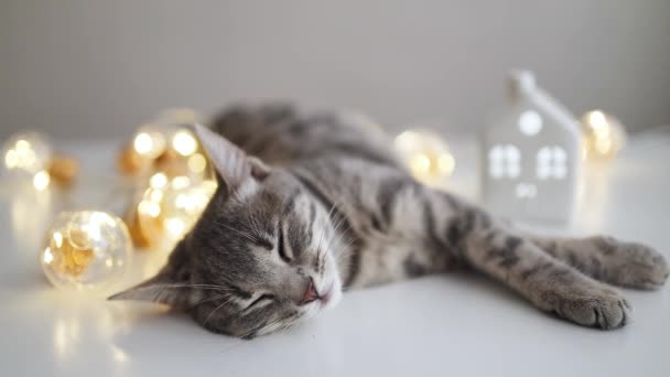 Mignon chaton tabby dort sur la table avec guirlande dorée et la construction de la maison dans une chambre confortable. Adorable chaton fait la sieste. Concept de prêt, prêt hypothécaire et dépenses — Video