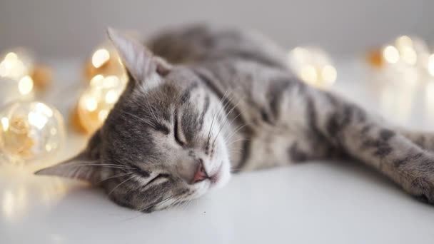 Αξιολάτρευτο γκρι ριγέ μωρό γατάκι γλυκά κοιμάται με χριστουγεννιάτικη γιρλάντα σε λευκό τραπέζι σε γκρι φόντο τοίχο. Χριστούγεννα και Πρωτοχρονιά — Αρχείο Βίντεο