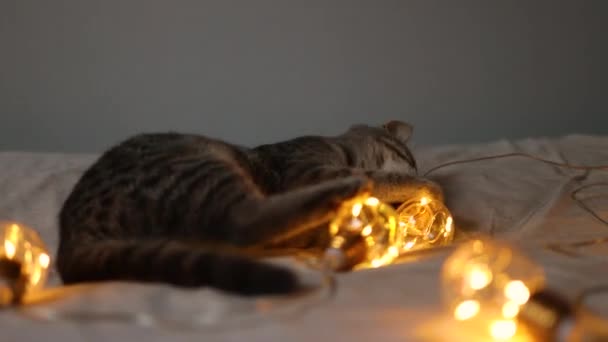 Schattig klein grijs tabby katje speelt met een slinger en een rood satijnen lint op het bed van het bed. Kerst- en nieuwjaarsconcept — Stockvideo