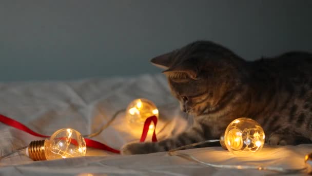 Entzückendes kleines grau gestromtes Kätzchen spielt mit einer Girlande und einem roten Satinband auf dem Bett. Weihnachts- und Neujahrskonzept — Stockvideo
