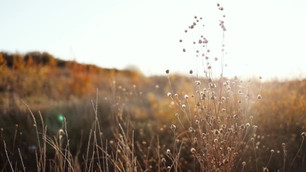 黄金の時間の日没に乾燥した秋の草と秋のフィールドの概要暖かい風景 — ストック動画