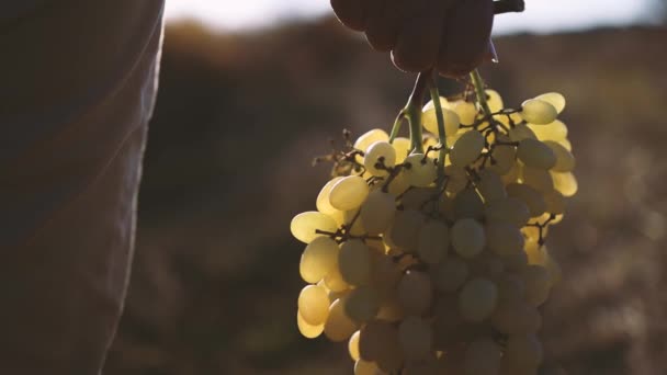 Спелый золотой виноград в руке фермера со свежесобранным в солнечном винограднике. Винодельческий, винодельческий и винный бизнес — стоковое видео