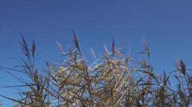 Pampa otlarını yakından görmek sonbaharda mavi gökyüzüne karşı güzel bir doğa yaratır.