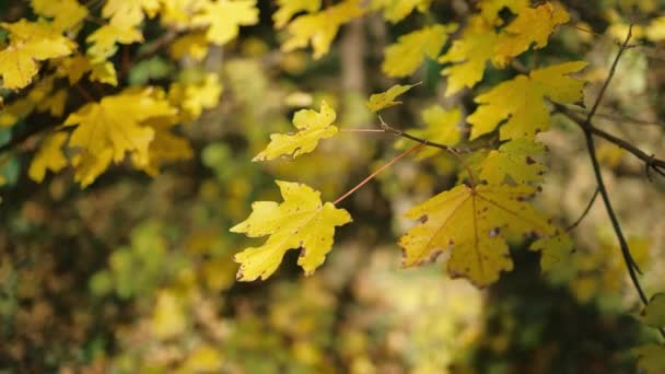 A friss arany sárga juharfalevél jellege a kertben ősszel — Stock videók