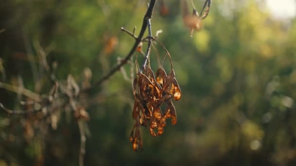 Jesienny krajobraz. Natura świeżego złota żółty liść klonu w ogrodzie jesienią. Jesienne naturalne tło — Wideo stockowe