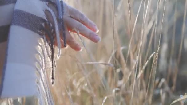 Samičí ruka se dotýká divoké trávy. Šťastný cestovatel zdarma. Volnočasová dovolená. Dívka na louce. Táboření o víkendu — Stock video