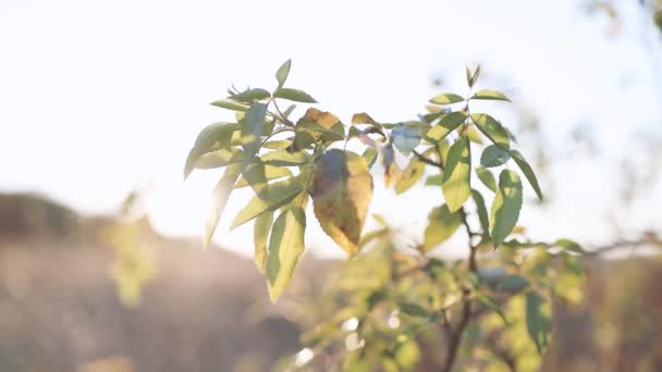 Escena brillante y clara de rayos de sol que iluminan un arbusto de la naturaleza verde de otoño, fondo natural de la naturaleza de la textura de la hoja. — Vídeo de stock