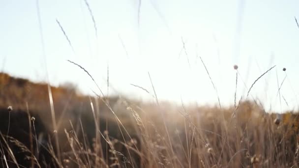 暖かい黄金の時間の日没の乾燥した秋の草と秋のフィールド — ストック動画