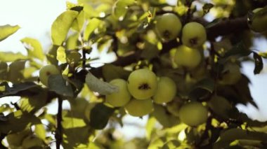 Bahçedeki ağaçtaki taze yeşil elmalar güneşli sonbahar gününde hasat etmeye hazırlar. Bahçıvanlık ve tarım kavramı